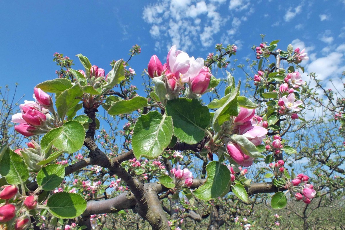 Obstbaumblüte